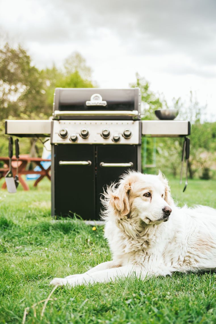 grill gazowy Broil King z psem